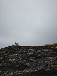 Bird on rock against sky