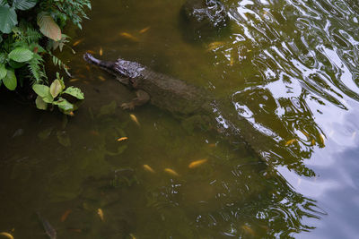 High angle view of fish swimming in lake