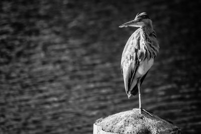 Close-up of heron perching on rock