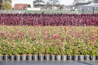 Pink flowering plants on field