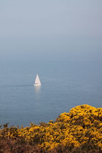 A sailboat passing in the distance on the irish sea in front of a field of yellow flowers.