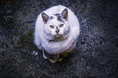 High angle portrait of cat staring into the camera