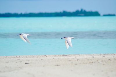 Birds flying over beach against sky