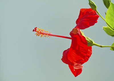 Close-up of red hibiscus flower against sky