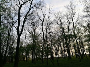 Low angle view of trees in forest against sky