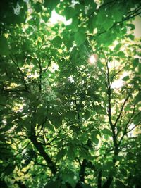 Low angle view of trees