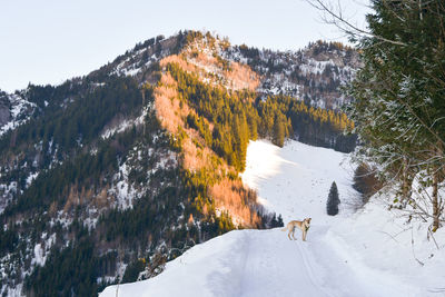 Scenic view of snowcapped mountains against clear sky