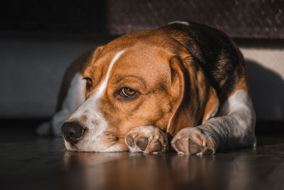 Close-up of dog lying on floor