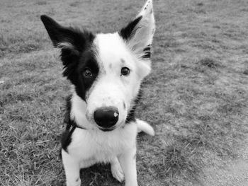 Portrait of dog on field