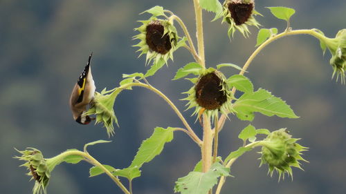 Close-up of wilted plant