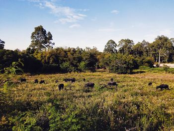 View of sheep on field