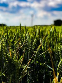 Close-up of crops growing on field against sky