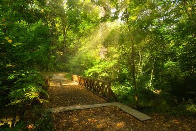 Footpath amidst trees in forest