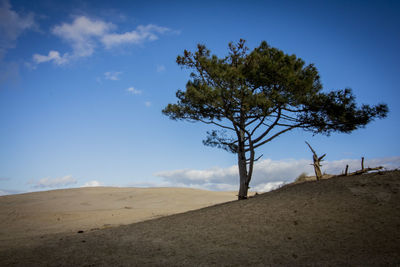 Tree on sand dune against blue sky