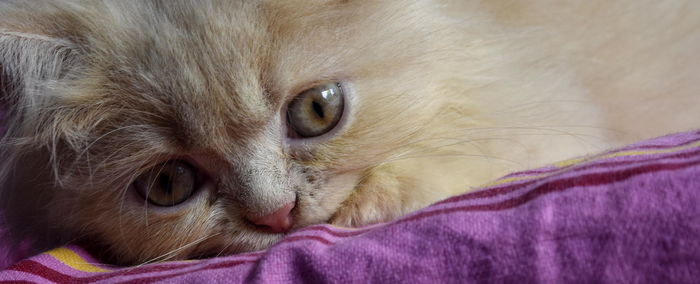 Close-up portrait of a cat