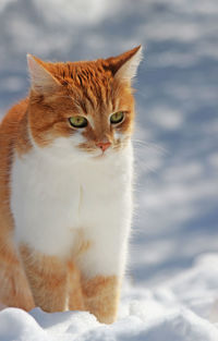 Cat looking away on snow