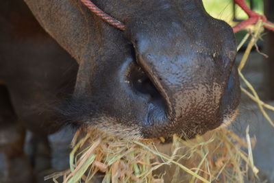 Close-up of an animal