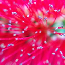 Macro shot of red flower