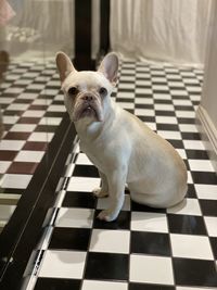 Portrait of dog sitting on floor