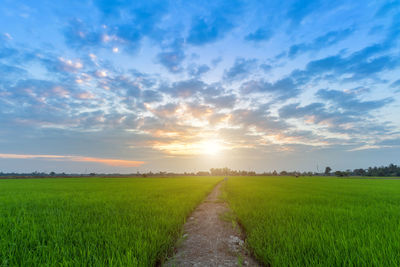 Scenic view of agricultural field against sky during sunset