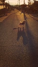 Dog standing on road