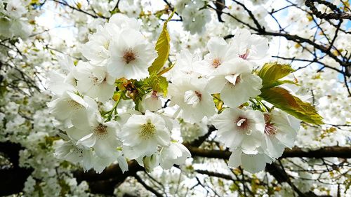 Low angle view of cherry blossoms