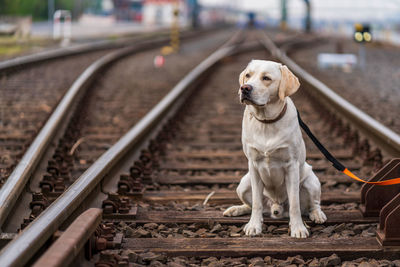 Portrait of a dog on railroad tracks. labrador retriever.