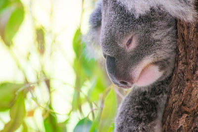 Koala in cairns, australia