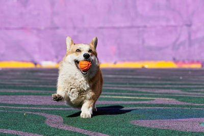 Portrait of a dog running