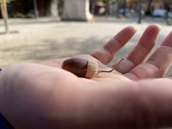 Close-up of hand holding shell