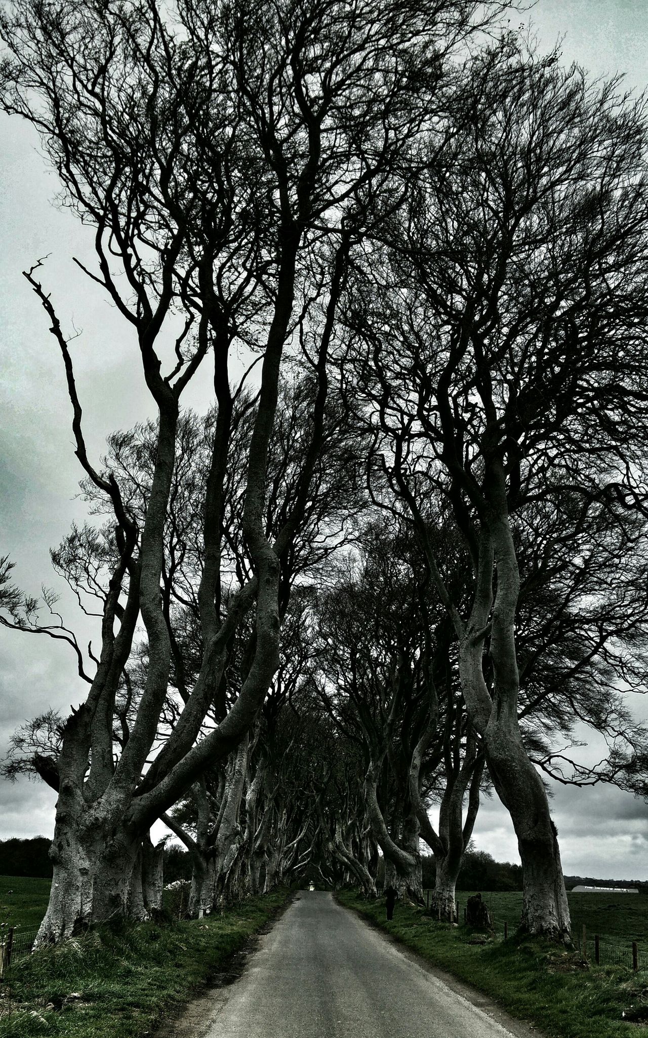 Dark hedges