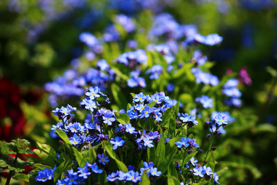 Close-up of purple flowers