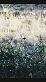 Close-up of bird perching on plant