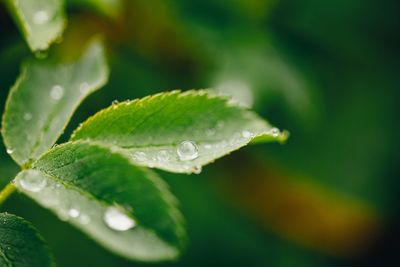 Close-up of water drops on leaves