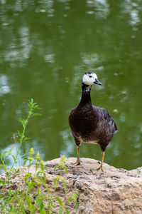 Bird perching on rock by lake