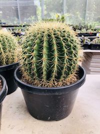 Close-up of succulent plant in greenhouse