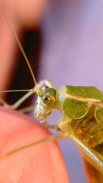 Close-up of insect on leaf