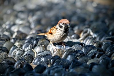 Close-up of sparrow perching on rock