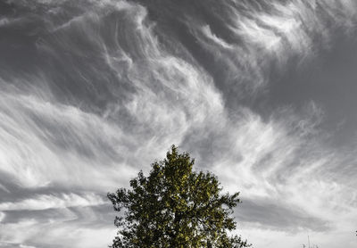 Low angle view of tree against cloudy sky