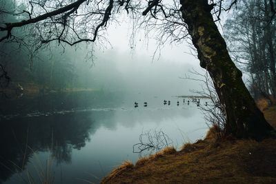 Reflection of trees in lake against sky