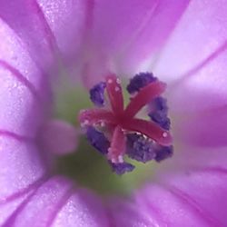 Macro shot of pink flower