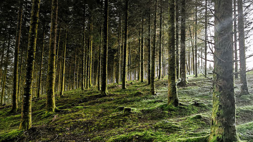 View of trees in forest