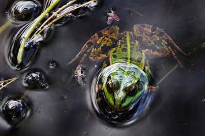 High angle view of turtle in water