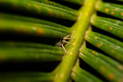 Close-up of insect on leaf