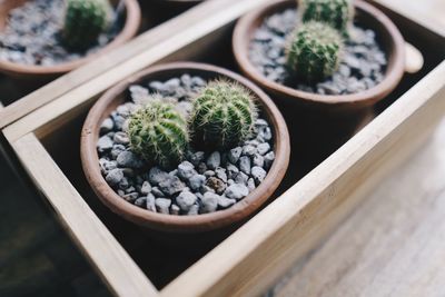 High angle view of succulent plant in pot