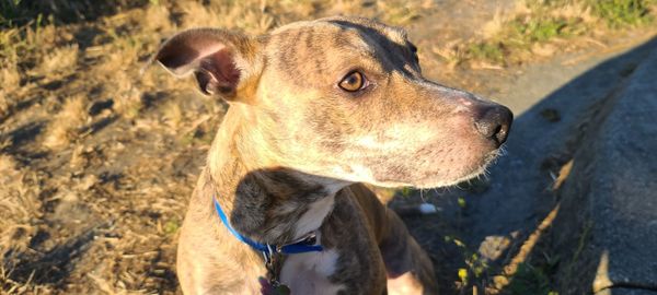 Close-up of a dog looking away