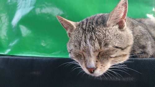 Close-up of a cat