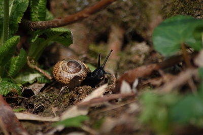 Close-up of snail on plant