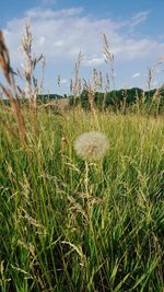 Plants growing on grassy field