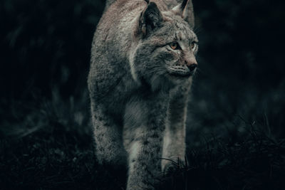 Close-up of cat